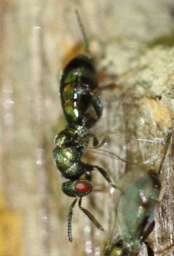 Réf. 296 367 : Monodontomerus sp.